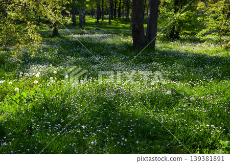 Green meadow filled with dandelions and small daisies spreads across the ground beneath tall green trees, illuminated by sunlight filtering through the green leaves at springtime. Green meadow filled with dandelions and small daisies spreads across the ground beneath tall green trees, illuminated by sunlight filtering through the green leaves at springtime. 139381891