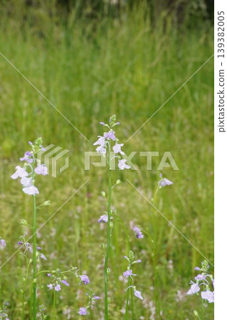 Linaria japonica flowers, April 2026 139382005
