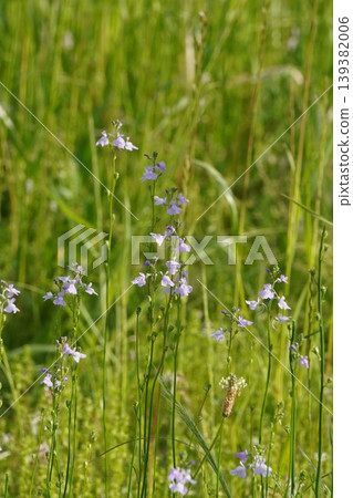 Linaria japonica flowers, April 2026 139382006
