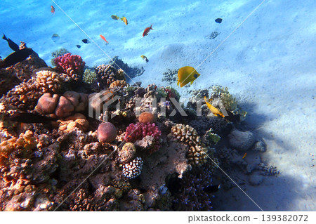 nice coral reef in the Egypt, Safaga nice coral reef in the Egypt, Safaga 139382072