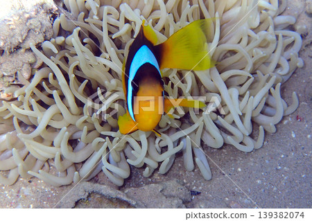 small nemo fish small nemo fish 139382074