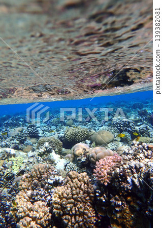 nice coral reef in the Egypt, Safaga nice coral reef in the Egypt, Safaga 139382081