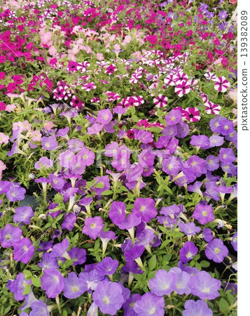summer flowers background summer flowers background 139382089