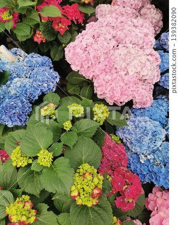 summer flowers background summer flowers background 139382090