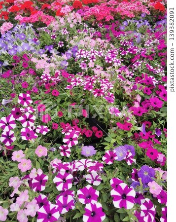summer flowers background 139382091
