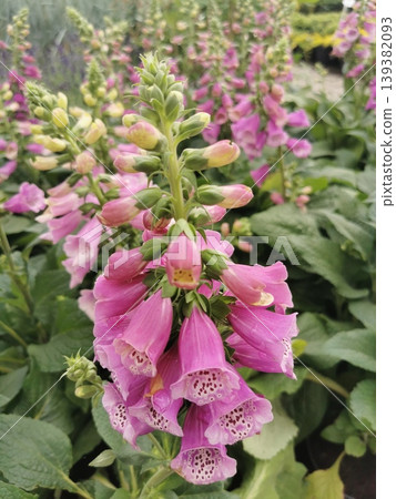 summer flowers background summer flowers background 139382093