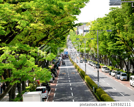 The zelkova trees lining Omotesando in the fresh green leaves, Tokyo The zelkova trees lining Omotesando in the fresh green leaves, Tokyo 139382111