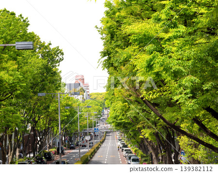The zelkova trees lining Omotesando in the fresh green leaves, Tokyo The zelkova trees lining Omotesando in the fresh green leaves, Tokyo 139382112
