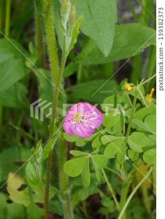 Evening Primrose flower, April 2026 Evening Primrose flower, April 2026 139382373