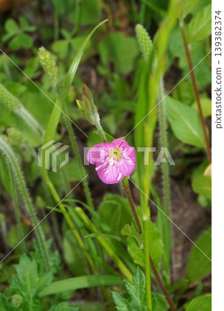 Evening Primrose flower, April 2026 Evening Primrose flower, April 2026 139382374
