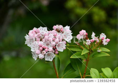 Kalmia (American Rhododendron) Florists' cyclamen Kalmia (American Rhododendron) Florists' cyclamen 139382458