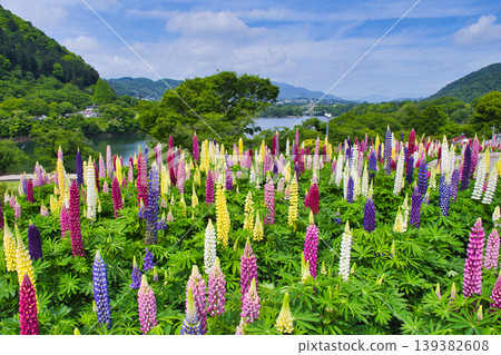 [Sagamihara City] Lupins in full bloom at Tsukui Lake Shiroyama Park 139382608