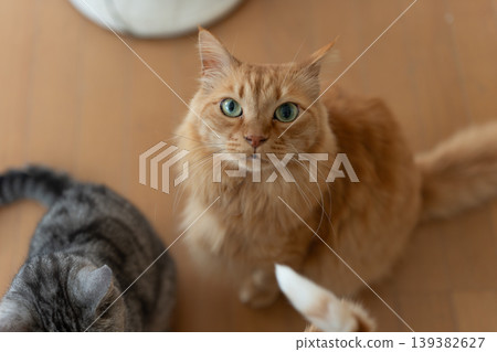 一隻可愛的棕色虎斑貓坐著抬頭看著地面 139382627