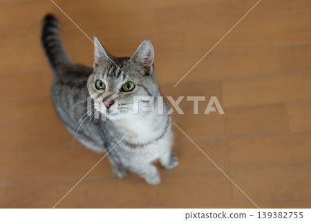 Cute cat looking up - Tabby cat Cute cat looking up - Tabby cat 139382755