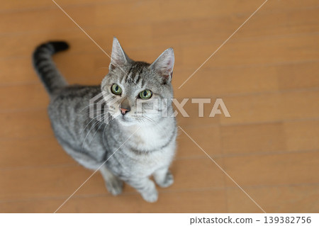 Cute cat looking up - Tabby cat 139382756