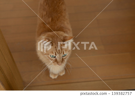 Cute brown tabby cat sitting and looking up Cute brown tabby cat sitting and looking up 139382757