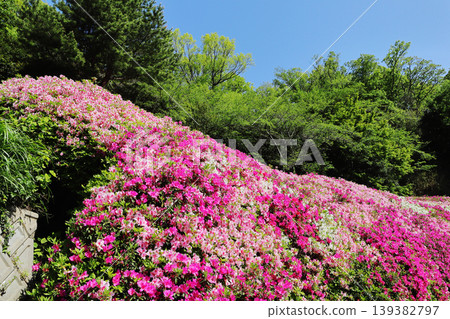 成川公園的杜鵑花(大阪) 成川公園的杜鵑花(大阪) 139382797