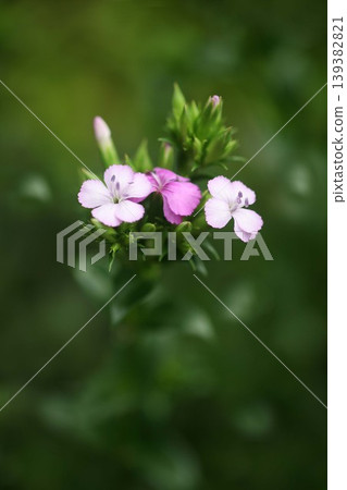 Dianthus superbus (Japanese pink) - White and red flowers Dianthus superbus (Japanese pink) - White and red flowers 139382821