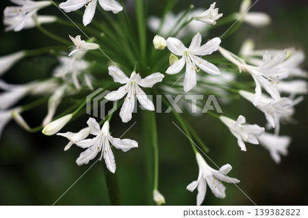 White flowers of Agapanthus White flowers of Agapanthus 139382822
