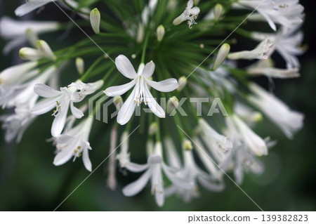 White flowers of Agapanthus White flowers of Agapanthus 139382823