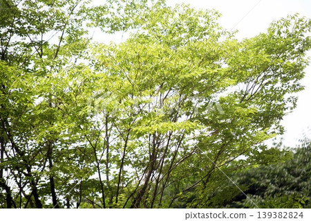 Fresh green of Enoki 139382824