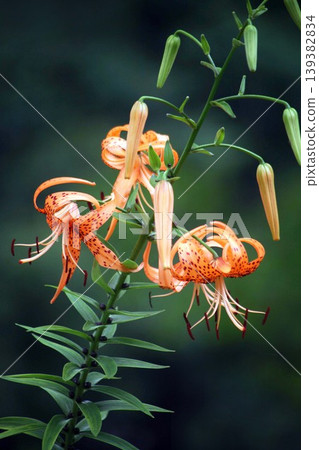野草onyyuri花 野草onyyuri花 139382834