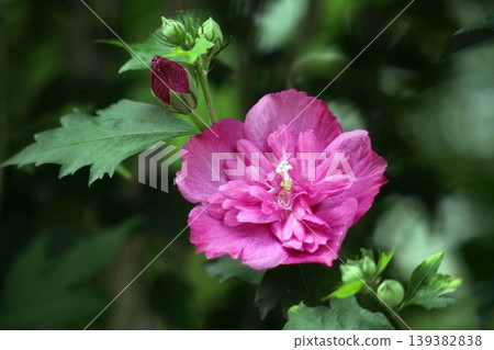 Rose of Sharon (Hibiscus syriacus) - double-flowered with reddish-purple blossoms. Rose of Sharon (Hibiscus syriacus) - double-flowered with reddish-purple blossoms. 139382838