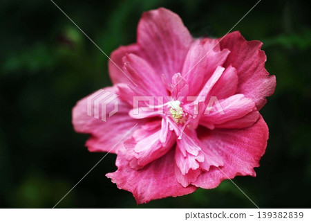 Hibiscus syriacus: Double-flowered with reddish-purple blossoms. Hibiscus syriacus: Double-flowered with reddish-purple blossoms. 139382839