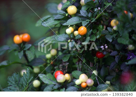 Candy fruit for ornamental purposes Candy fruit for ornamental purposes 139382840