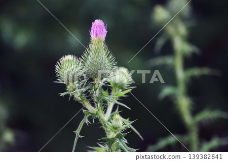 Wildflowers: Thistles in bloom Wildflowers: Thistles in bloom 139382841