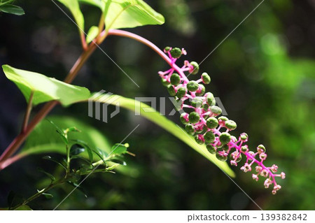 Wild plant: American pokeweed fruit Wild plant: American pokeweed fruit 139382842