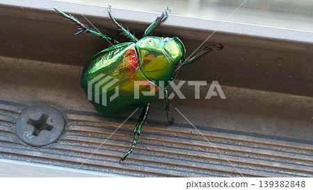 Japanese beetle 2007 01 Japanese beetle 2007 01 139382848