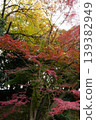 Colored autumn leaves 139382949