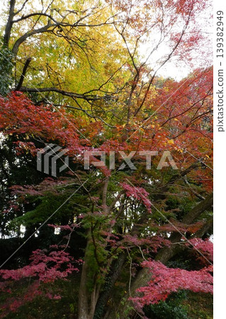 Colored autumn leaves Colored autumn leaves 139382949