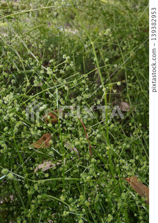 白斑茜草果實 - 2026年4月 白斑茜草果實 - 2026年4月 139382953