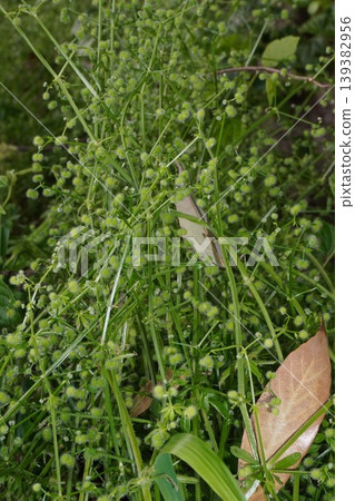白斑茜草果實 - 2026年4月 白斑茜草果實 - 2026年4月 139382956