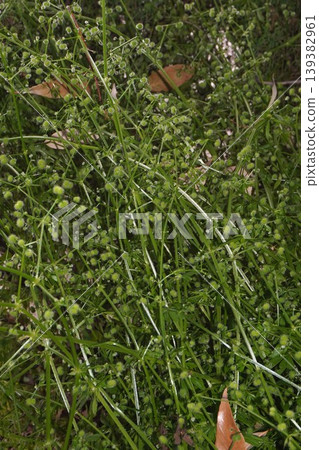 白斑茜草果實 - 2026年4月 白斑茜草果實 - 2026年4月 139382961