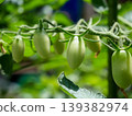 Mini tomato before ripe 139382974