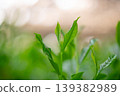 New shoots of Gyokuro tea 139382989
