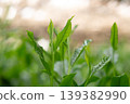 New shoots of Gyokuro tea 139382990