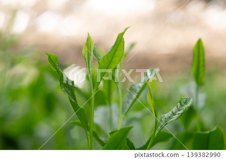 New shoots of Gyokuro tea New shoots of Gyokuro tea 139382990