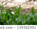 New shoots of Gyokuro tea 139382991