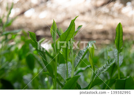 New shoots of Gyokuro tea New shoots of Gyokuro tea 139382991