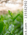 New shoots of Gyokuro tea 139382992