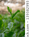 New shoots of Gyokuro tea 139382993