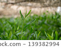 New shoots of Gyokuro tea 139382994