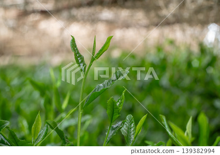 New shoots of Gyokuro tea New shoots of Gyokuro tea 139382994