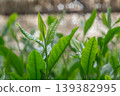 New shoots of Gyokuro tea 139382995