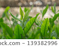New shoots of Gyokuro tea 139382996