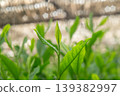New shoots of Gyokuro tea 139382997